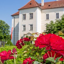 Ein historisches Gebäude mit rotem Dach und weißen Wänden. Im Vordergrund blühen prächtige rote Rosen. | © Sandra Brünner