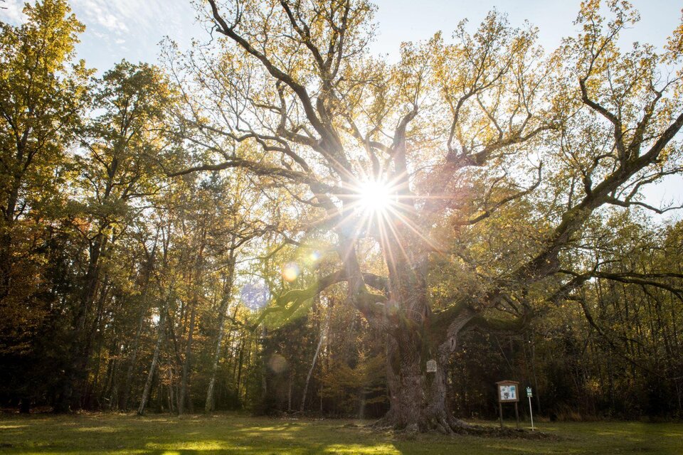 The 1.000 year old oak - Impression #1 | © Kurkommission Bad Blumau