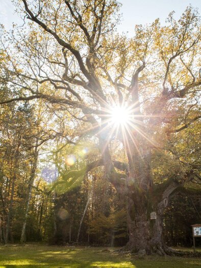 1000jährige Eiche im Herbst | © Kurkommission Bad Blumau