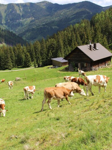Kälberalm-Hohentauern-Murtal-Steiermark | © Bauernhof Braun | Mathias Leitner | © Bauernhof Braun