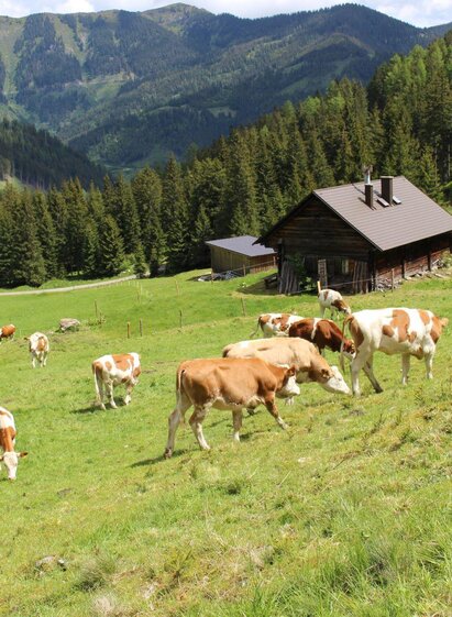 Kälberalm-Hohentauern-Murtal-Steiermark | Mathias Leitner | © Bauernhof Braun