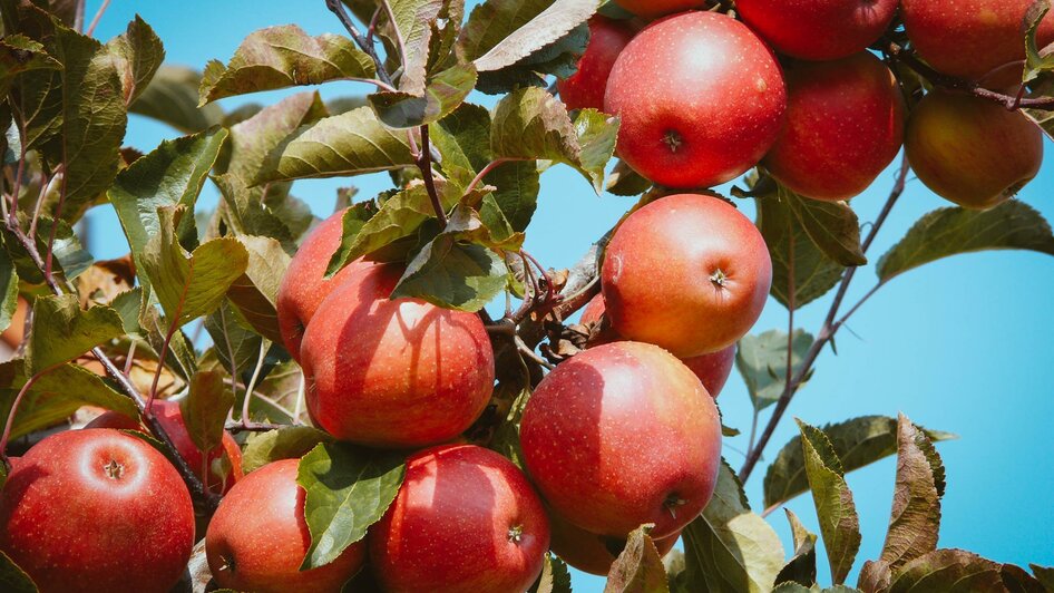 Äpfeln | © Lederer