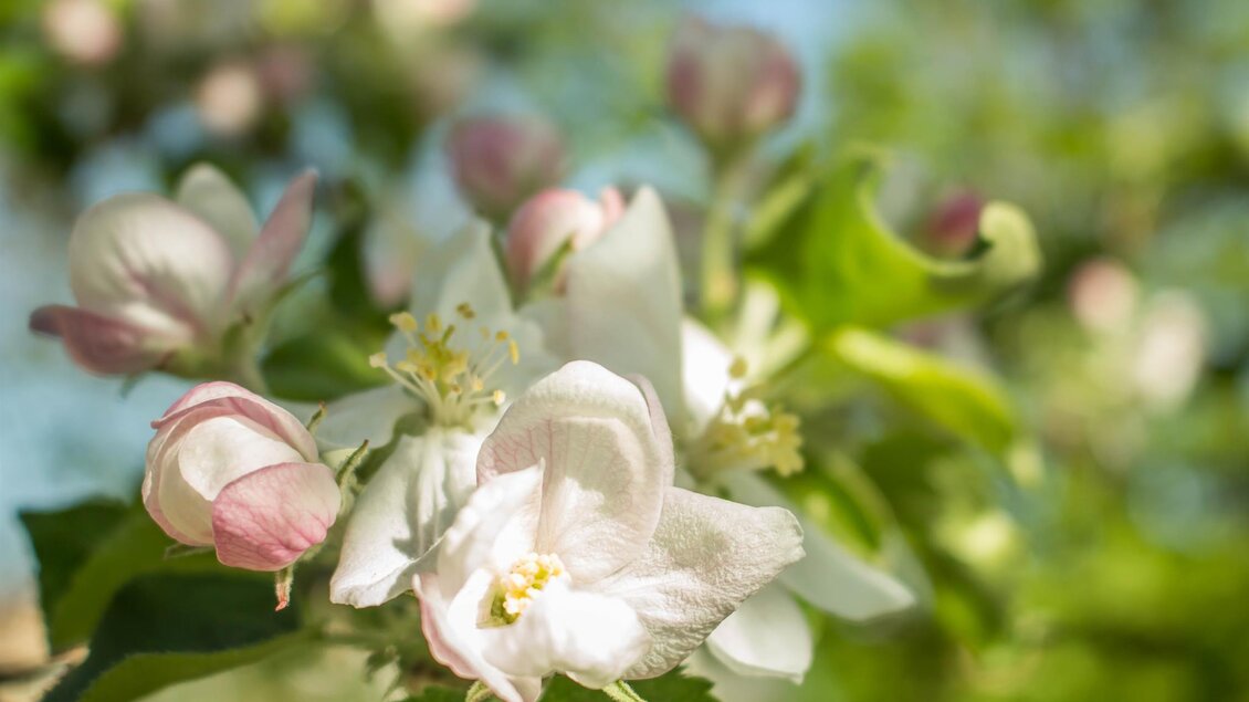 Blüte | © Jansky Ingrid