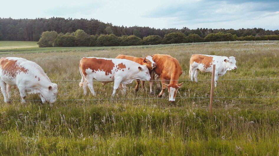 Fam. Taucher_Kühe auf der Weide_Oststeiermark | © Familie Taucher