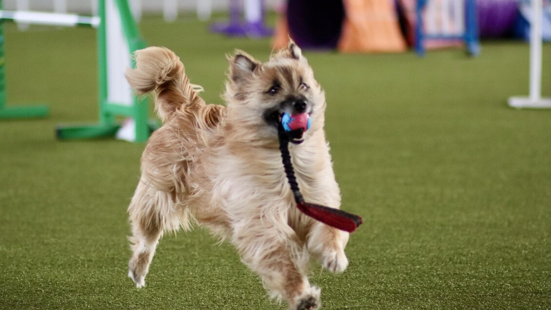 Ein fröhlicher Hund springt über das grüne Feld und trägt einen Ball im Maul. Im Hintergrund sind Obstacles für Agility-Training zu sehen. | © Simone Ullrich-Pansi