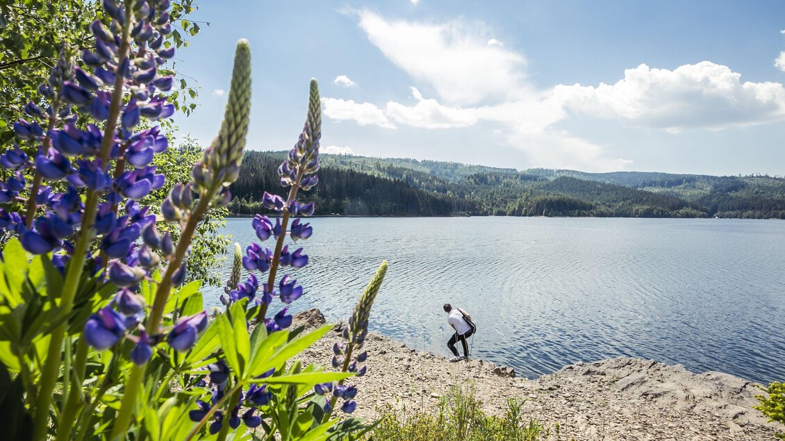 Ein ruhiger See umgeben von Bergen und Bäumen. Im Vordergrund blühen lila Blumen und eine Person beugt sich in Richtung Wasser.