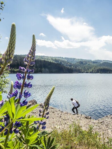Ein ruhiger See umgeben von Bergen und Bäumen. Im Vordergrund blühen lila Blumen und eine Person beugt sich in Richtung Wasser.