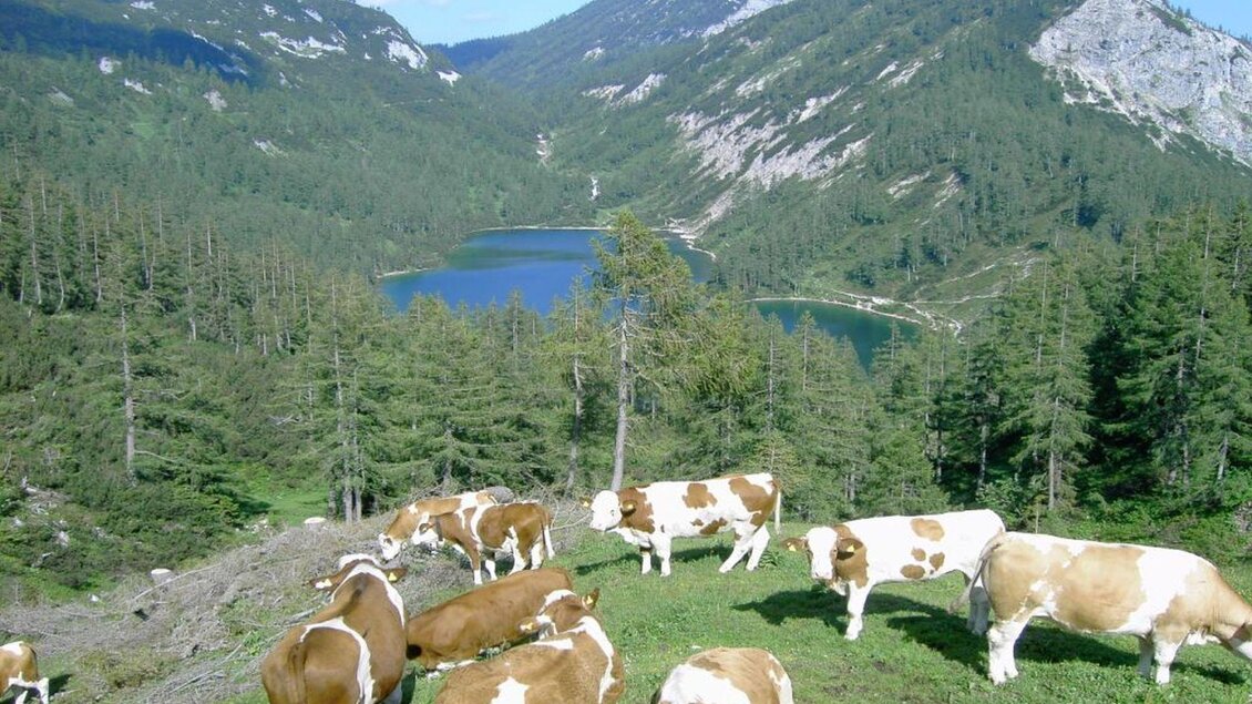 Kühe im Vordergrund mit Blick zum Steirersee