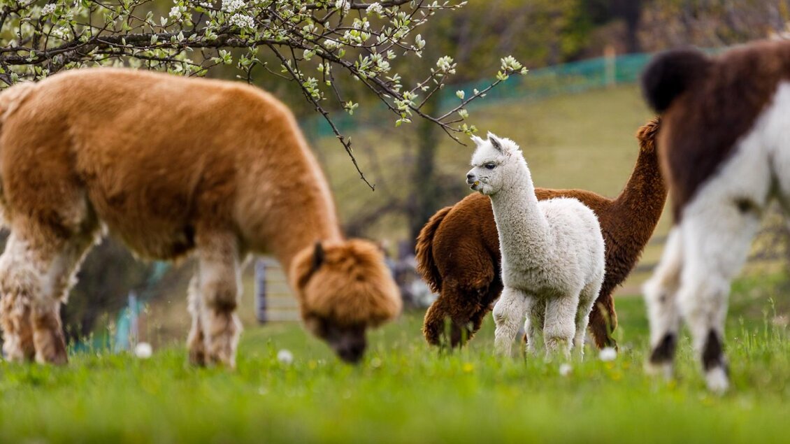 Eine Gruppe von Alpakas auf einer grünen Wiese. Im Hintergrund blühen Bäume, und ein weißes Alpaka steht im Mittelpunkt.