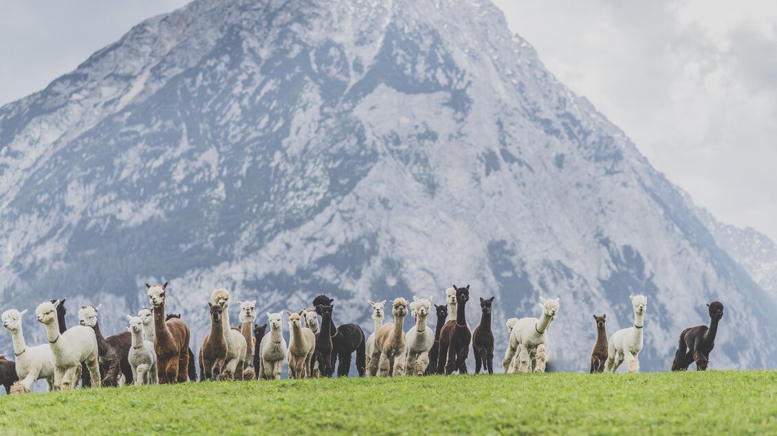 Alpakaland  in Wörschachwald | © dieSonne