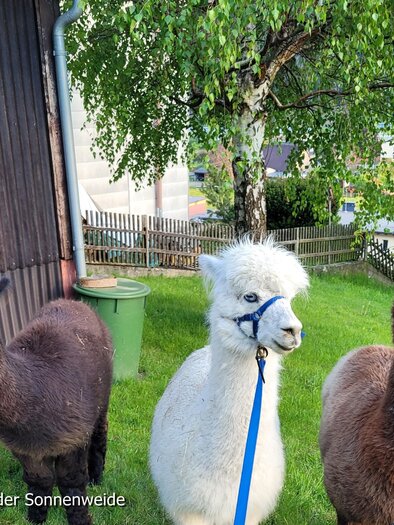 Four alpacas are standing on a green meadow. In the background, trees and an outbuilding can be seen. | © Ehtreiber-Trummer