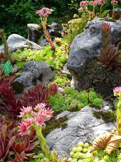 Alpengarten, Bad Aussee, robuste Alpenblumen | © Anna Steiner | Anna Steiner | © Anna Steiner