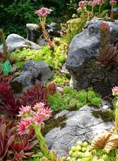  Alpine Garden, Bad Aussee, robust alpine flower | © Anna Steiner | Anna Steiner | © Anna Steiner