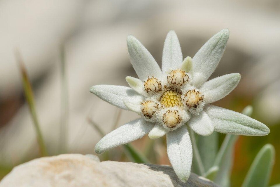 Alpine Garden Rannach - Impression #1 | © Region Graz - Ideogram - Benedikt Trummer