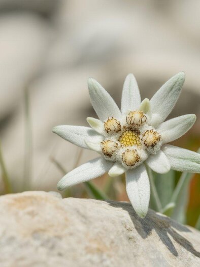 <p>Close-up of an edelweiss flower on a light rock.</p> | © Region Graz - Ideogram - Benedikt Trummer