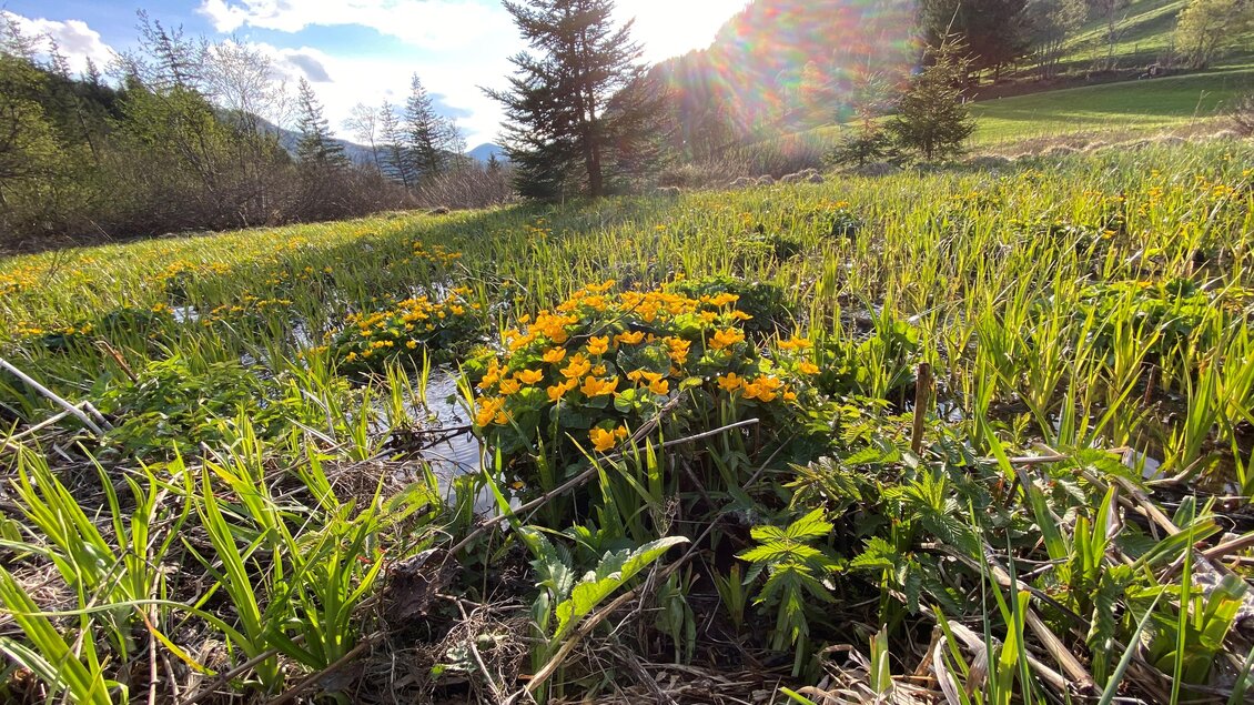 Ein blühendes Feld mit gelben Blumen und grünem Gras. Im Hintergrund sind Bäume und ein Hügel zu sehen, während die Sonne scheint.