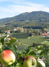 Apple farm_landscape_Eastern Styria | © Tourismusverband Oststeiermark | Walter Schneider | © Tourismusverband Oststeiermark