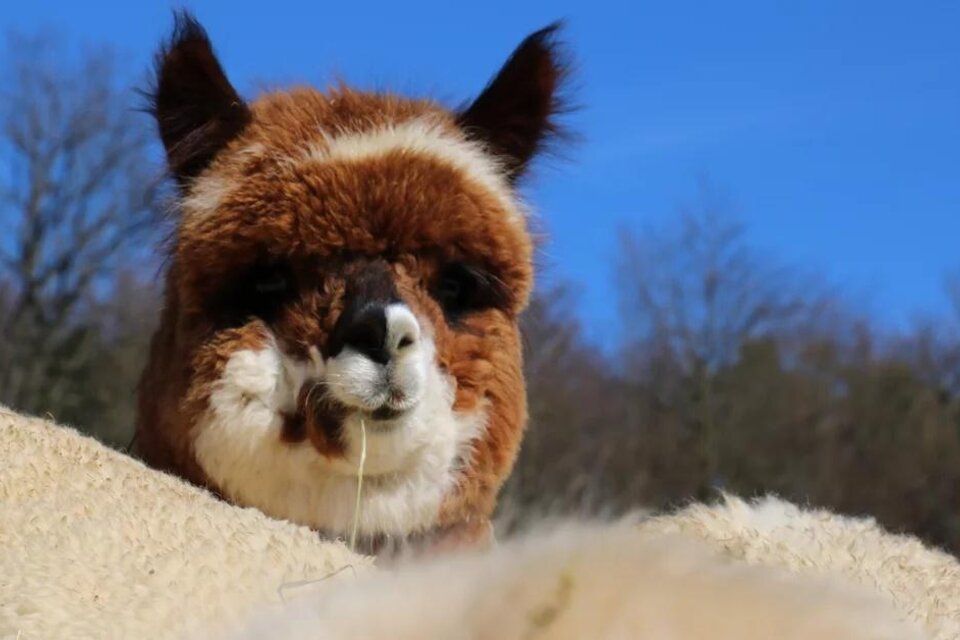 Apple country alpaca - Impression #1 | © Apfelland Alpaka