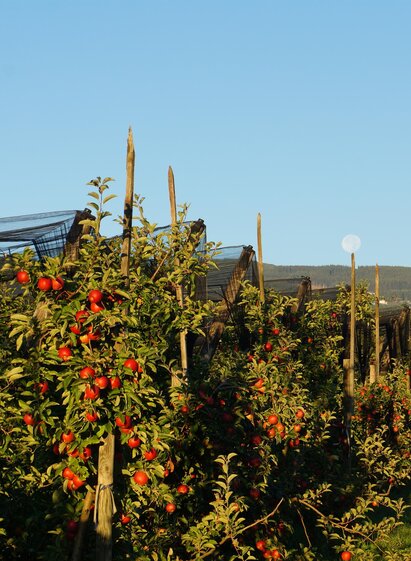 Apfelschmiede Dreier_Bioobstgarten_Oststeiermark | © Carmen Dreier-Zwetti