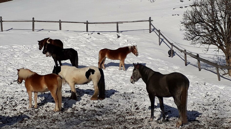 Die Pferde am Hof | © Fam. Schneck