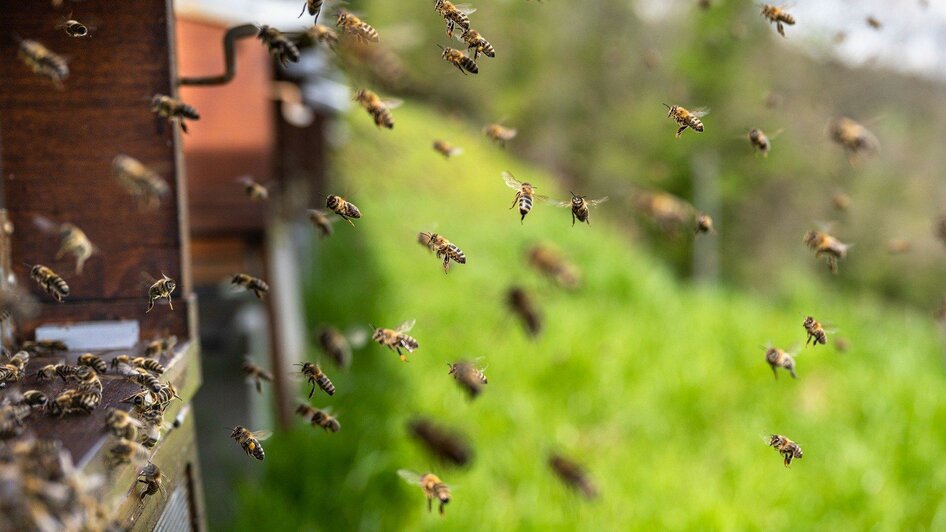 Aschenbrenner-Bienenstöcke-Murtal-Steiermark | © Pixabay