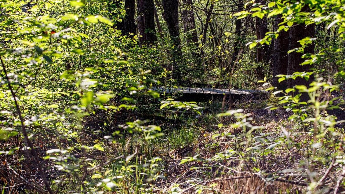 Ein grüner Wald mit üppigen Pflanzen und Bäumen. Im Hintergrund ist eine Holzplattform sichtbar. | © SYMBOL