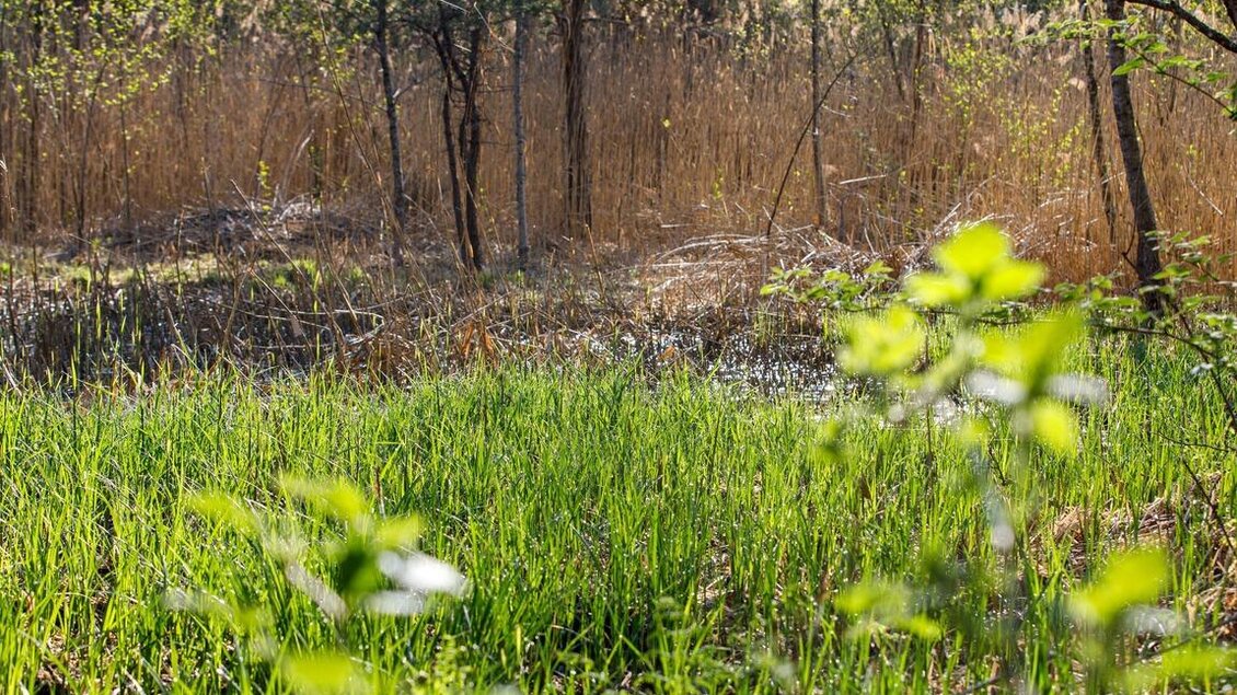 Eine grüne Wiese mit frischem Gras und einigen kleinen Pflanzen im Vordergrund. Im Hintergrund sind Bäume und hohes, trockenes Gras sichtbar. | © SYMBOL