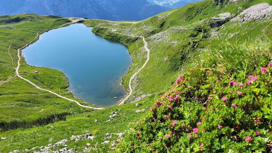 Augstsee, Altaussee, Alpenrosen | © Petra Kirchschlager