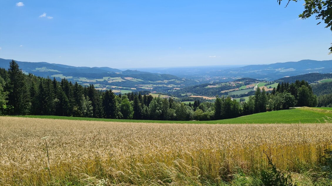 Eine weite Landschaft mit goldenen Feldern und grünen Wiesen. Im Hintergrund sind Hügel und Bäume unter einem klaren blauen Himmel zu sehen. | © Tourismusverband Oststeiermark