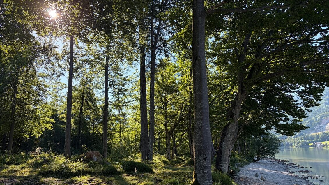 <p>Durch den malerischen Wald mit hohen Bäumen scheint die Sonne durch die Blätter. Im Hintergrund ist der ruhige Grundlsee zu sehen.</p> | © Tourismusverband Ausseerland
