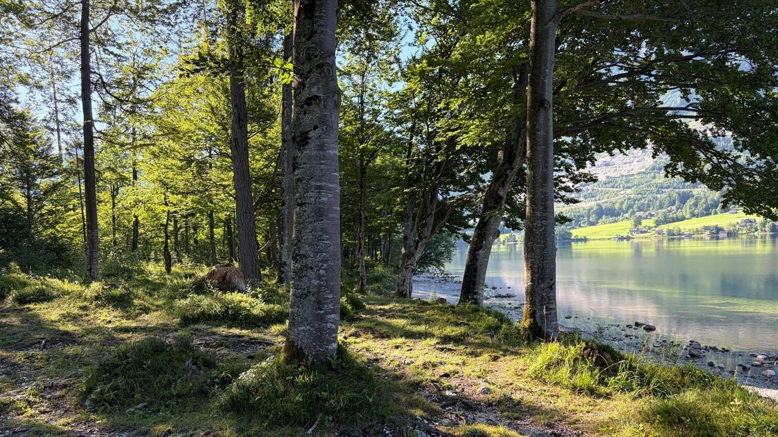 Der ruhige Wald vom Badeplatz Murboden mit hohen Bäumen und üppigem Grün. Im Hintergrund ist der klare Grundlsee zu sehen. | © Tourismusverband Ausseerland
