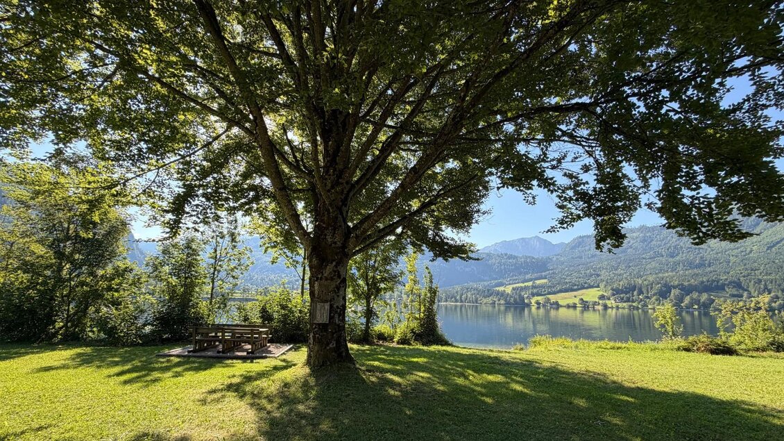 <p>Ein großer Baum steht auf der Liegewiese beim Badeplatz Schachen-Siedlung und spendet Schatten. Im Hintergrund ist der glasklare Grundlsee zu sehen.</p> | © Tourismusverband Ausseerland