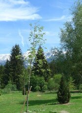 Tree Trail | © Fanz Gepp | Fanz Gepp | © Fanz Gepp