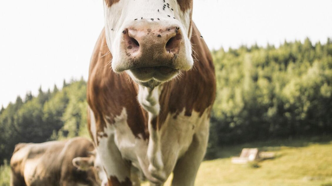 Eine neugierige Kuh steht auf einer Wiese, umgeben von Bäumen. Im Hintergrund ist eine zweite Kuh zu sehen. | © Stefan Leitner