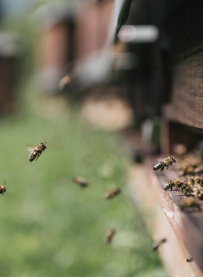 Gesäuse Bergbienen | © Stefan Leitner | © Stefan Leitner