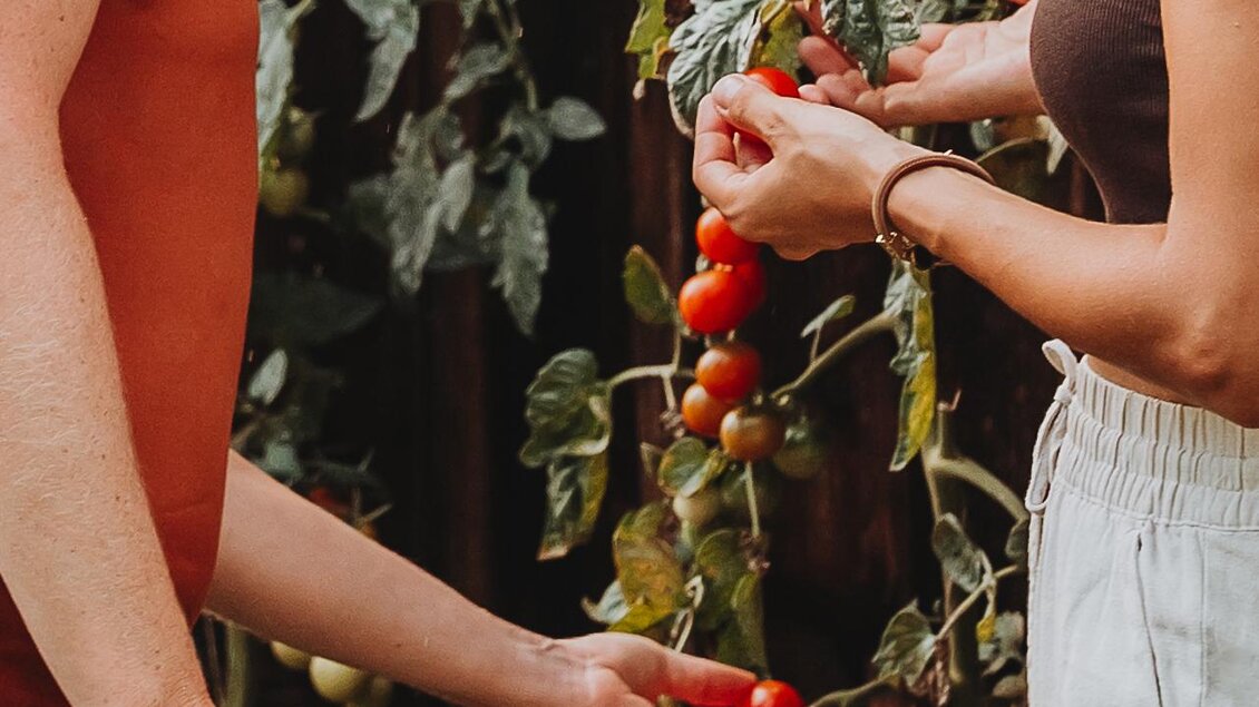 Zwei Frauen pflücken frische Tomaten aus einem Garten. Die Pflanzen sind grün und tragen viele rote Früchte. | © Beyond Mosauf
