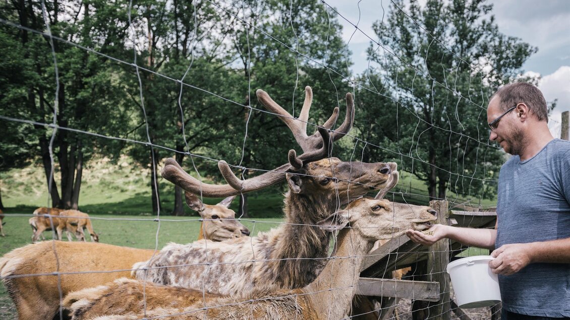 Ein Mann füttert Rehe an einem Gehege. Im Hintergrund sind weitere Rehe und Bäume sichtbar. | © Stefan Leitner