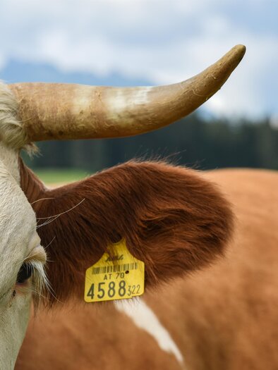 Ausseerland Salzkammergut, Bad Aussee | © TVB Ausseerland
