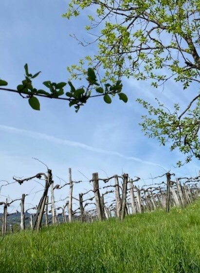 Weingarten | Biohof Gunczy | © Biohof Gunczy