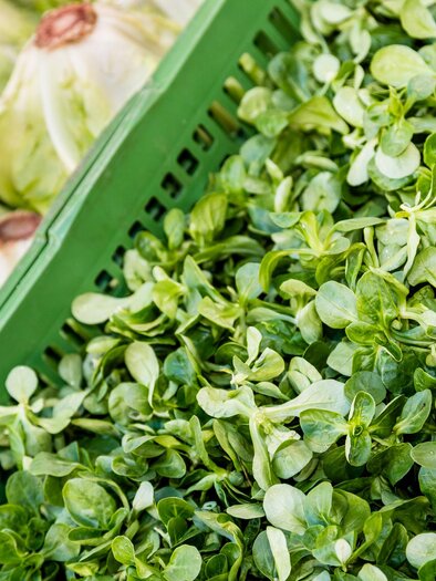 Fresh green salads in shopping baskets. Among them, there are also some heads of iceberg lettuce visible. | © tv suedsteiermark_stephan friesinger