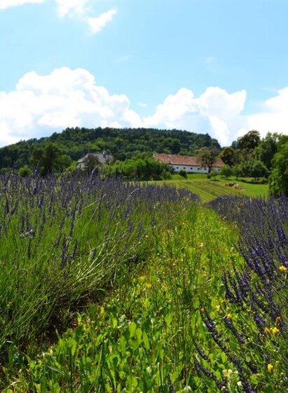 Lavendel | © Nina Weyrer | Nina Weyrer | © Nina Weyrer