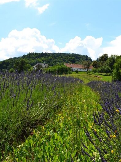 Lavendel | © Nina Weyrer