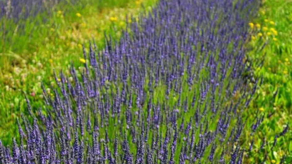 Lavendel1 | © Nina Weyrer