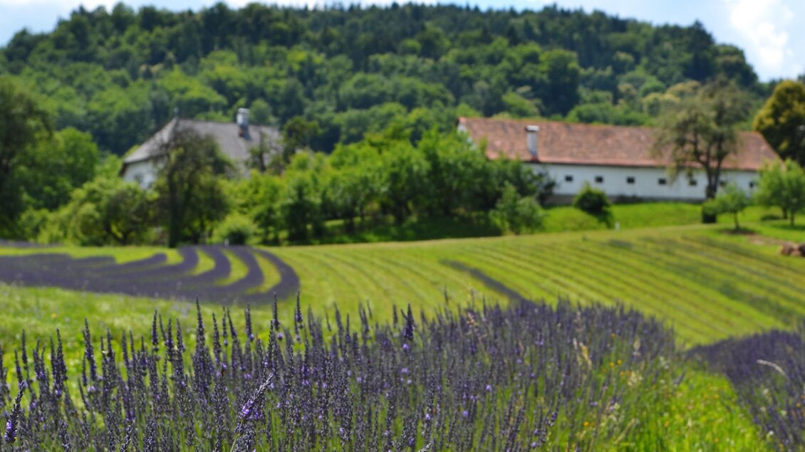 Ein farbenfrohes Lavendelfeld mit lila Blumen, das sich sanft in die Landschaft erstreckt. Im Hintergrund sind hügelige Wiesen und ein .

 | © Nina Weyrer