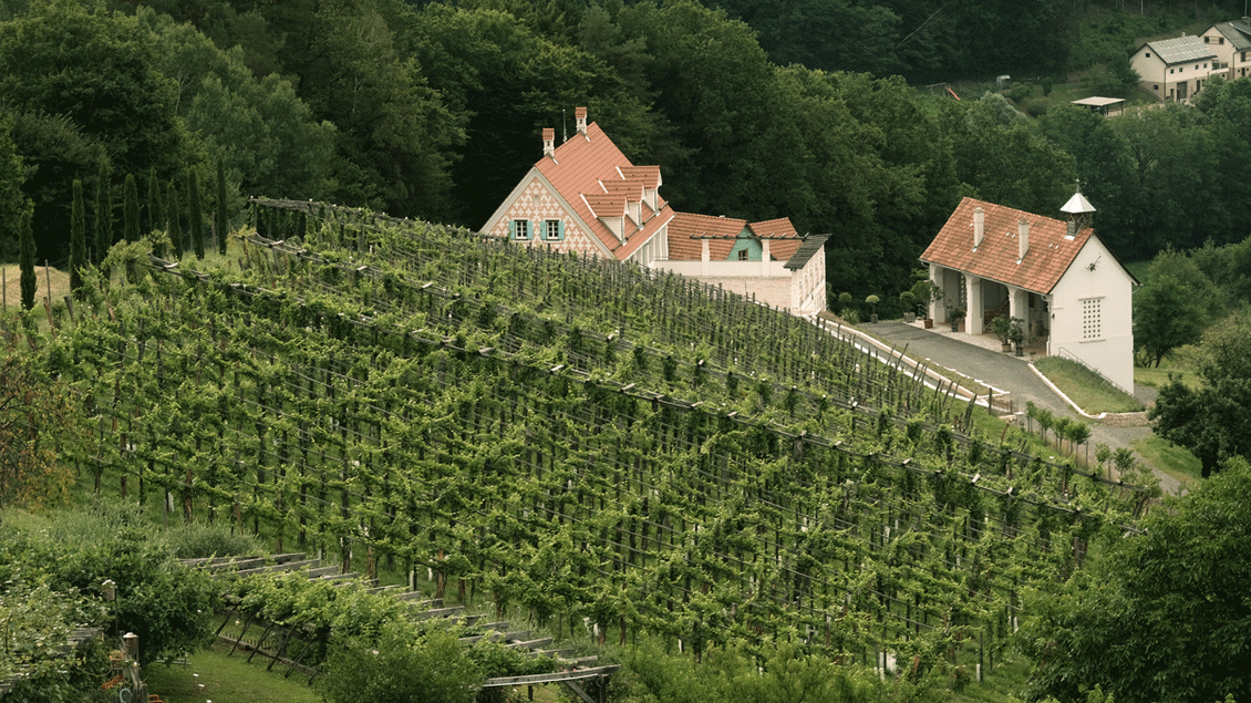 Eine malerische Weinlandschaft mit gut gepflegten Weinreben. Im Hintergrund sieht man ein gemütliches Weingut und grüne Wälder. | © Bioweingut Bleyweis