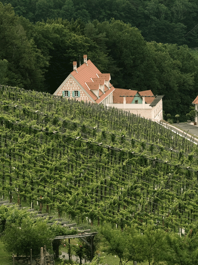 A picturesque wine landscape with well-maintained vineyards. In the background, you can see a cozy winery and green forests. | © Bioweingut Bleyweis