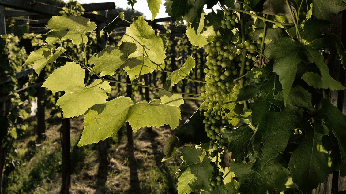 Ein Weinberg mit grünen Trauben und großen Blättern ist im Vordergrund sichtbar. Die Schatten der Stämme fallen sanft auf den Boden. | © Bioweingut Bleyweis