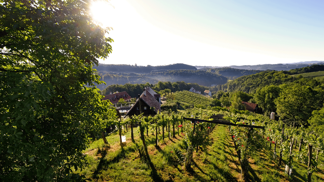 Ein malerischer Weinberg mit sanften Hügeln und einer klaren Morgensonne. Im Hintergrund sind grüne Landschaften und traditionelle Gebäude sichtbar. | © Bioweingut Bleyweis