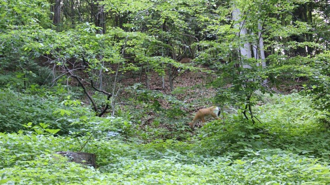 Ein Wald mit dichtem Grün und vielen kleinen Büschen. Im Hintergrund ist ein Tier, wahrscheinlich ein Reh, zu sehen. | © Ulrike Elsnegg