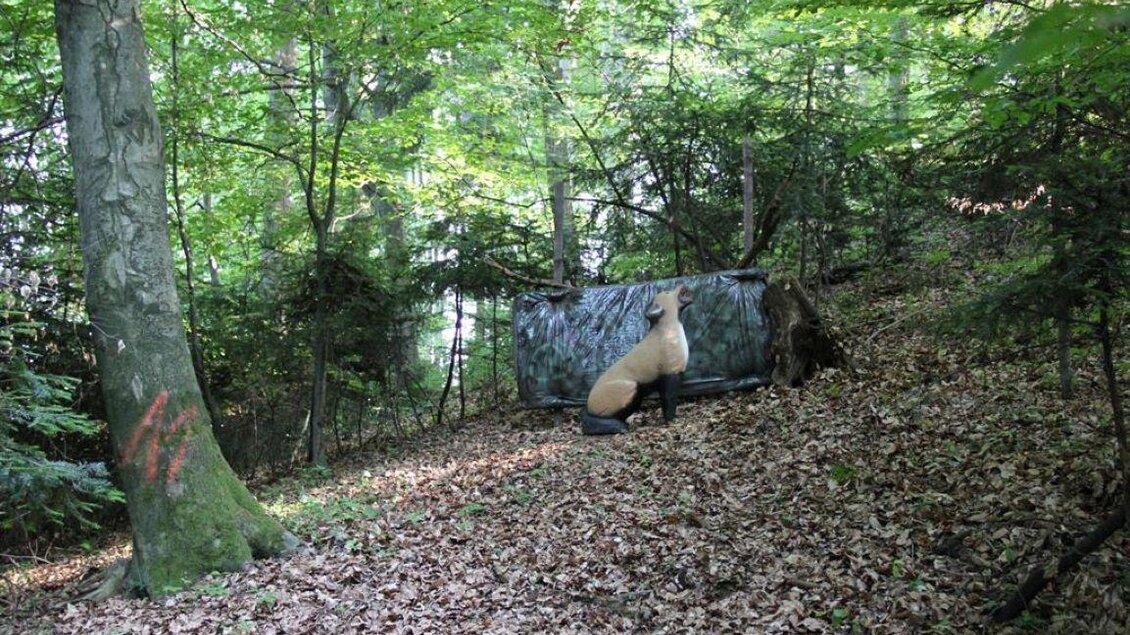 Ein Wald mit Laub und Bäumen. Im Vordergrund sitzt ein Tier neben einer camouflagefarbenen Struktur. | © Ulrike Elsnegg